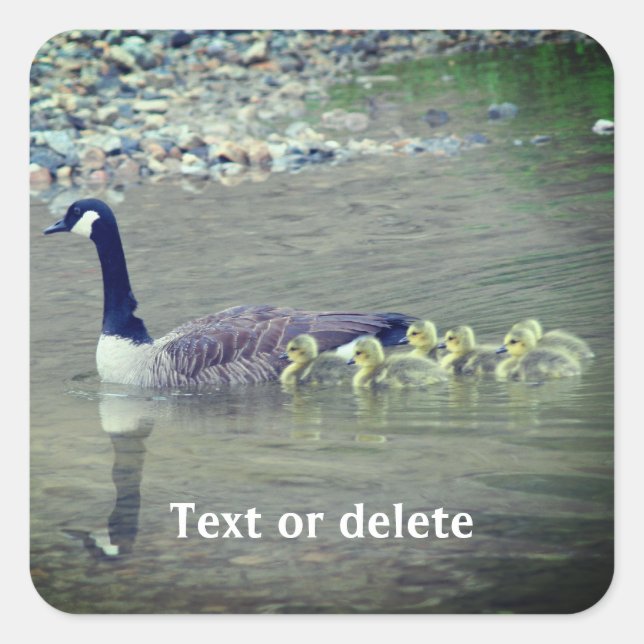 Canada Goose Mom Babies Nature Personalized Square Sticker (Front)