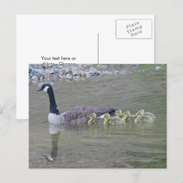 Canada Goose Mom Babies Nature Photo  Postcard (Front/Back)