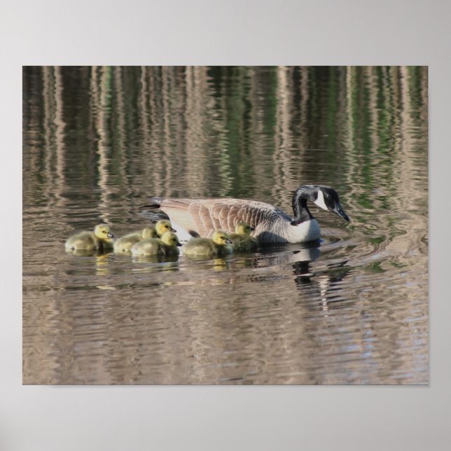 Canada Goose Mom Gosling Babies Wildlife Poster (Front)