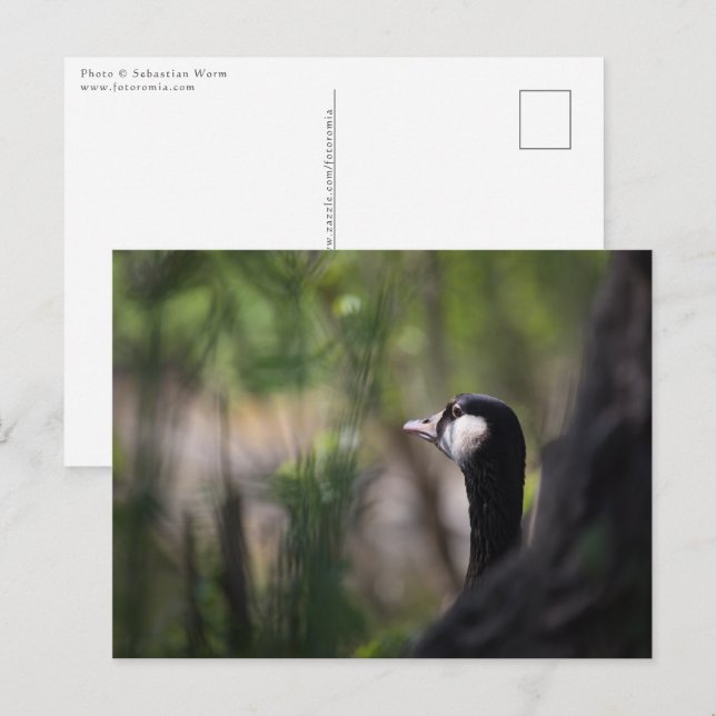 Canada Goose Nature Photo Postcard (Front/Back)