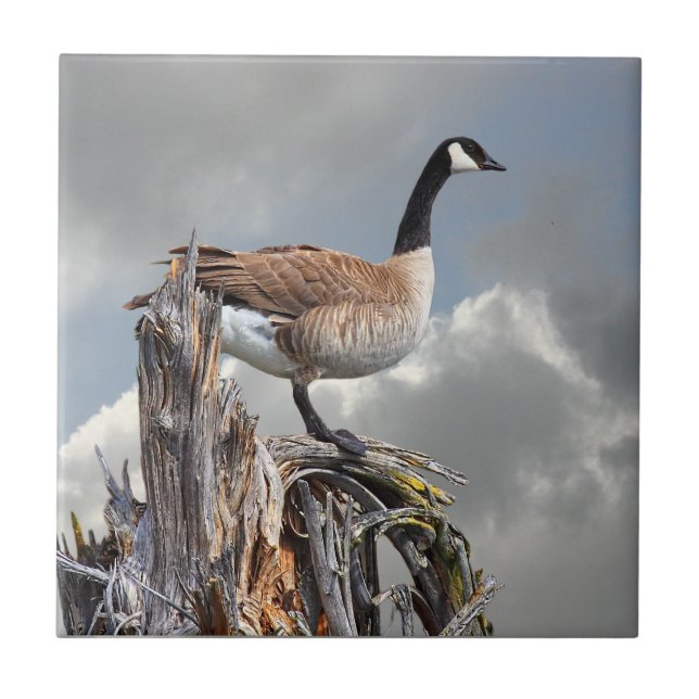 CANADA GOOSE ON A SNAG TILE (Front)