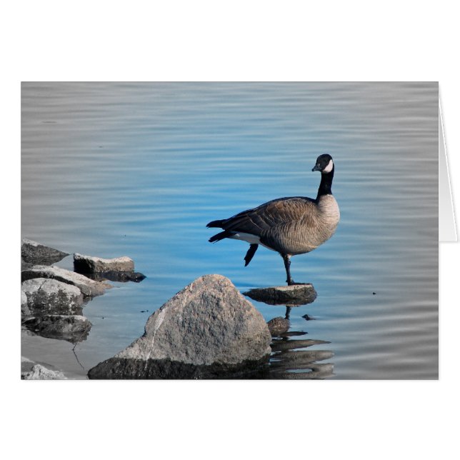 Canada Goose on Rocks Cards (Front Horizontal)