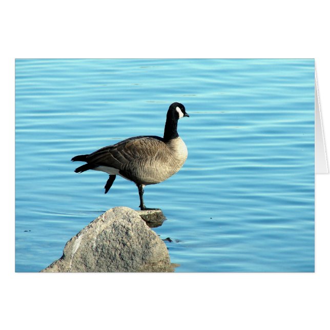 Canada Goose on Rocks Cards (Front Horizontal)