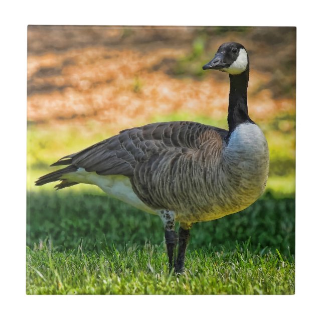 CANADA GOOSE ON THE GRASS CERAMIC TILE (Front)