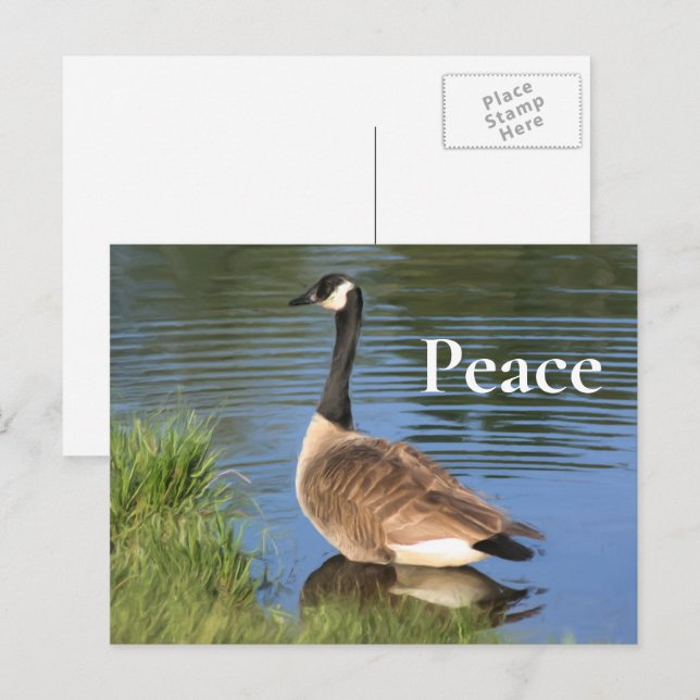 Canada Goose Peace Inspirational  Postcard (Front/Back)
