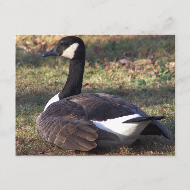 Canada Goose Photo Postcard (Front)