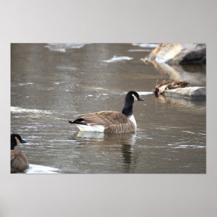 Canada Goose Photo Poster