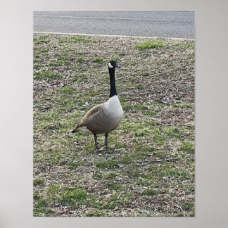 Canada Goose Photo Poster