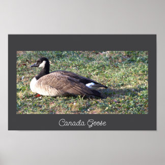 Canada Goose Photo Poster