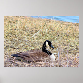 Canada Goose Photo Poster