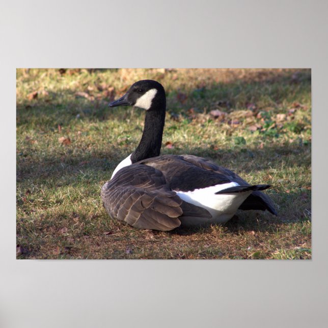Canada Goose Photo Poster (Front)
