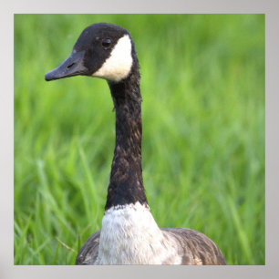 Canada Goose Photo Poster