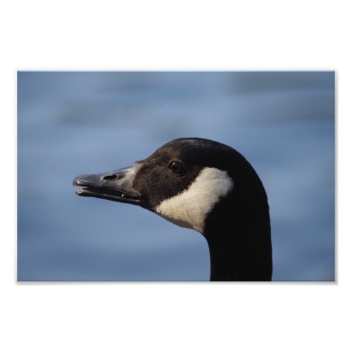 Canada Goose Photo Print