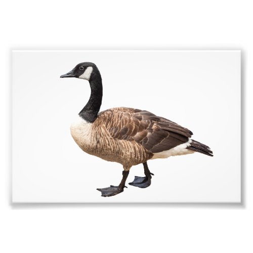 Canada Goose Photo Print