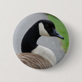 Canada goose pinback button