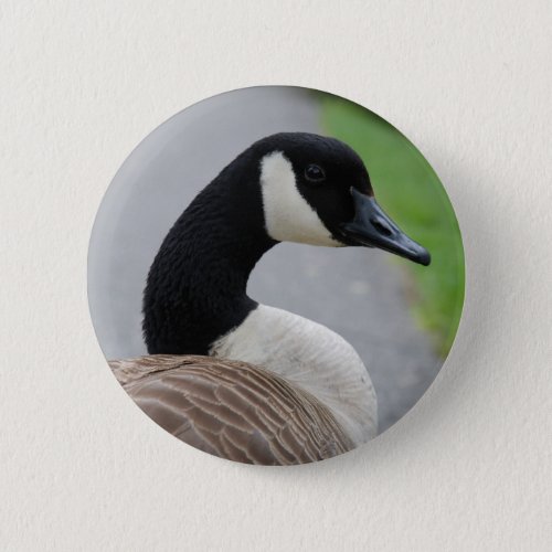 Canada goose pinback button