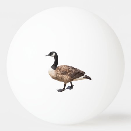 Canada Goose Ping Pong Ball