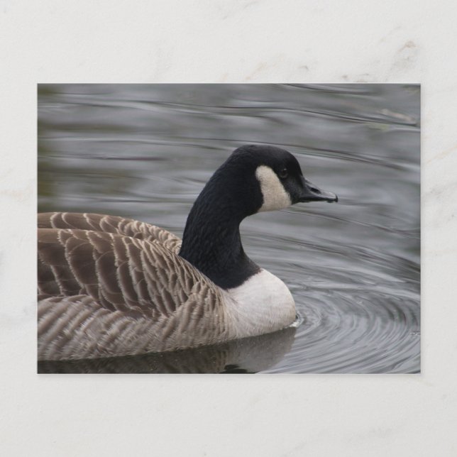 Canada Goose Postcard (Front)