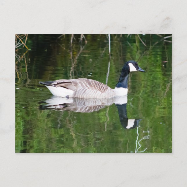 Canada Goose Postcard (Front)