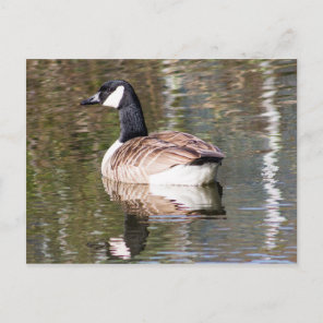 Canada Goose Postcard