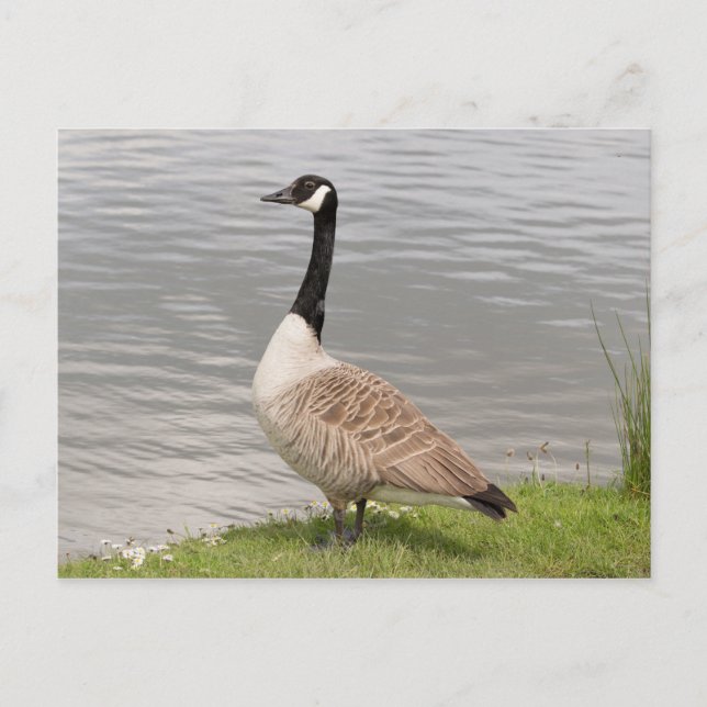 Canada Goose Postcard (Front)