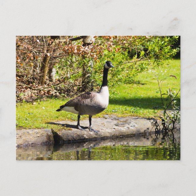 Canada Goose Postcard (Front)