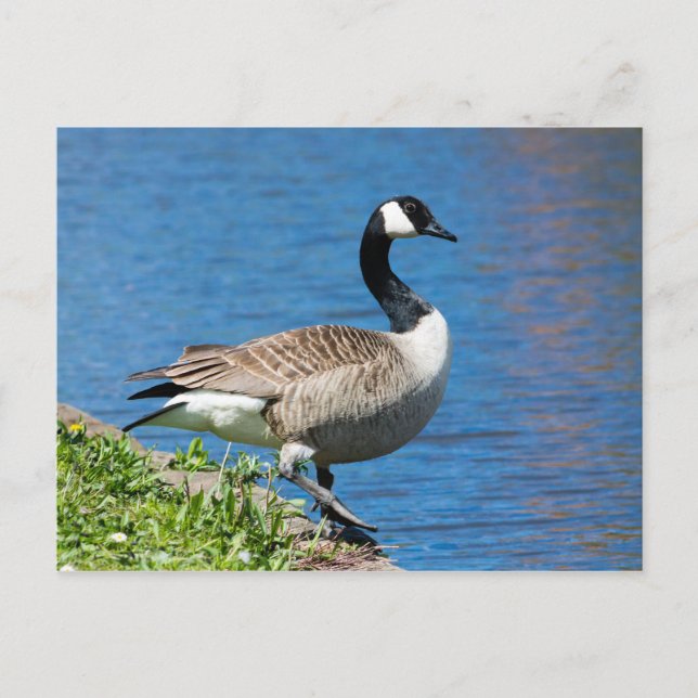 Canada Goose Postcard (Front)