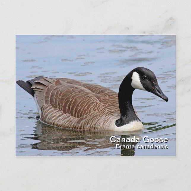 Canada Goose Postcard (Front)