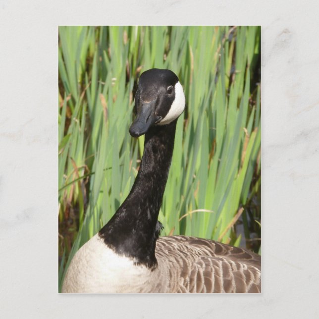 Canada Goose Postcard (Front)