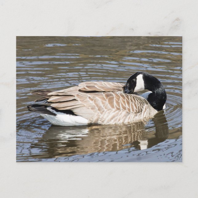 Canada Goose Postcard (Front)