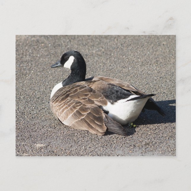 Canada Goose Postcard (Front)
