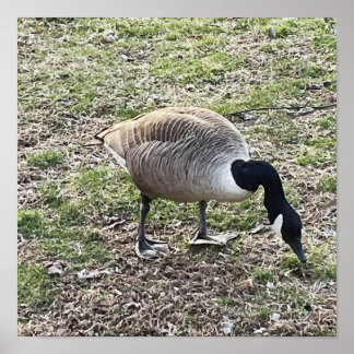 Canada Goose Poster