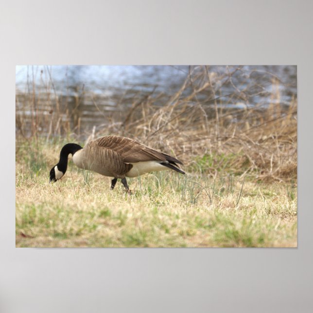 Canada Goose Poster (Front)