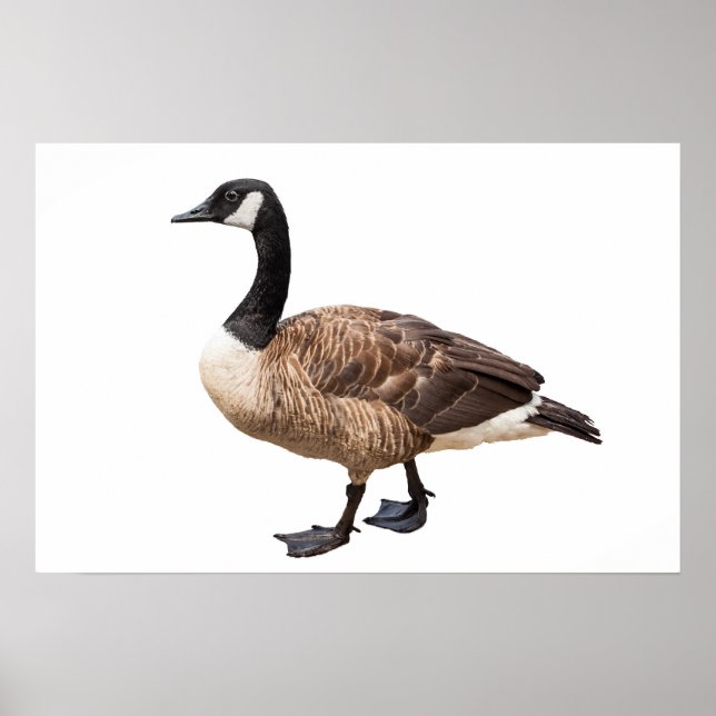 Canada Goose Poster (Front)