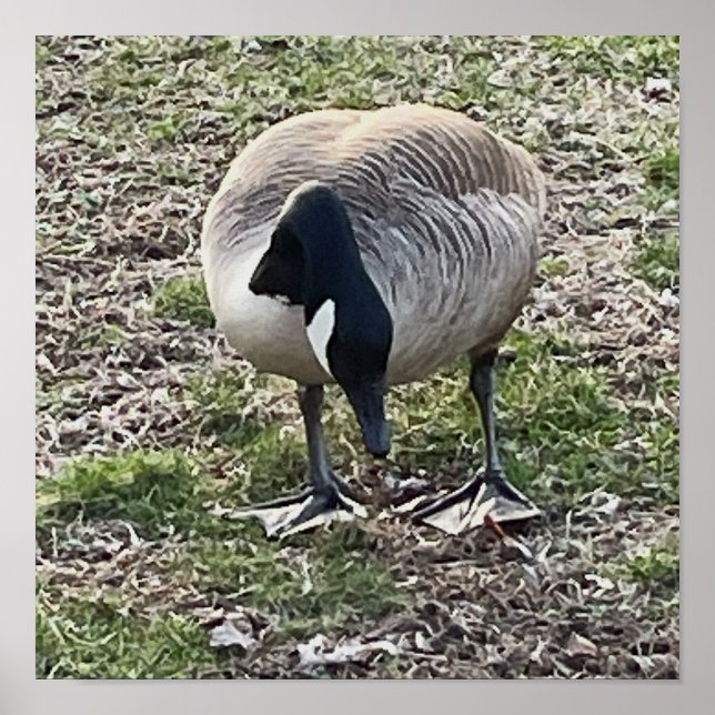 Canada Goose Poster (Front)