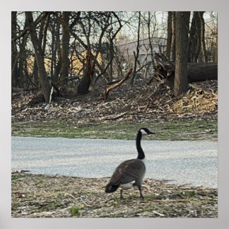 Canada Goose Poster