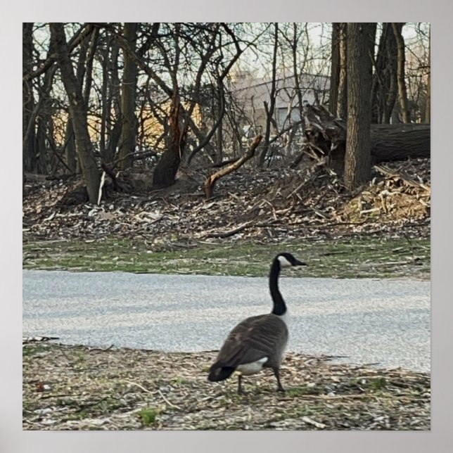 Canada Goose Poster (Front)