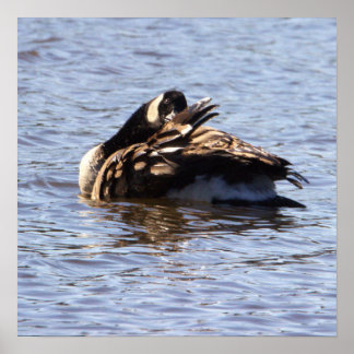 Canada Goose Poster
