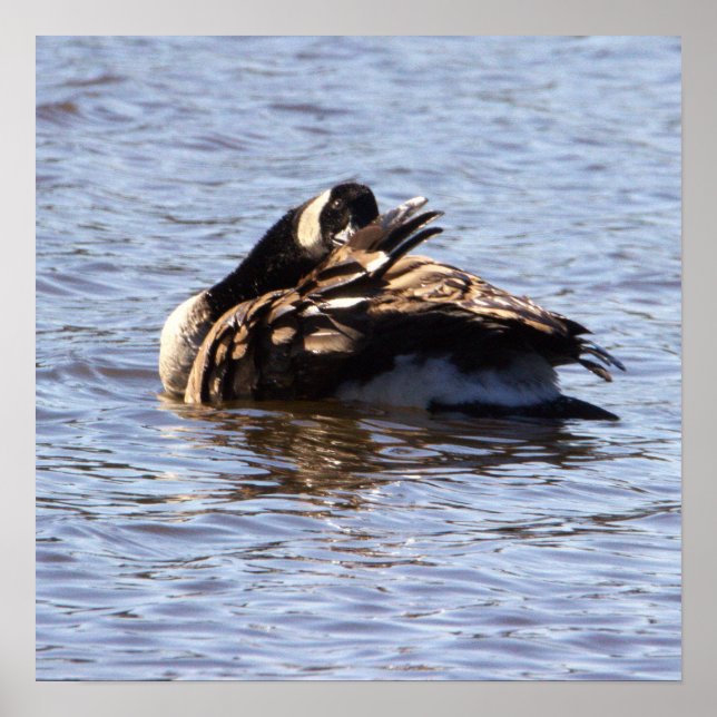 Canada Goose Poster (Front)