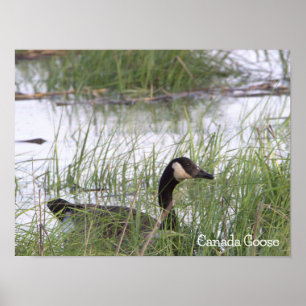 Canada Goose Poster