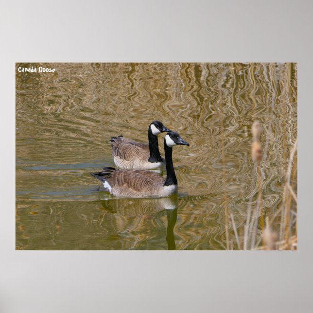 Canada Goose Poster (Front)