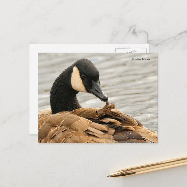 Canada Goose Preening on Lake Postcard (Front/Back In Situ)