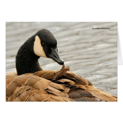 Canada Goose Preening on the Lake