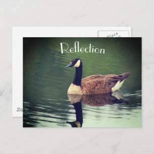 Canada Goose Reflections Inspirational  Postcard