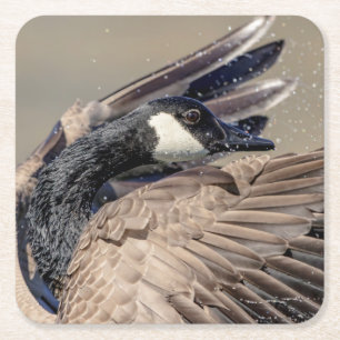 Canada Goose Square Paper Coaster
