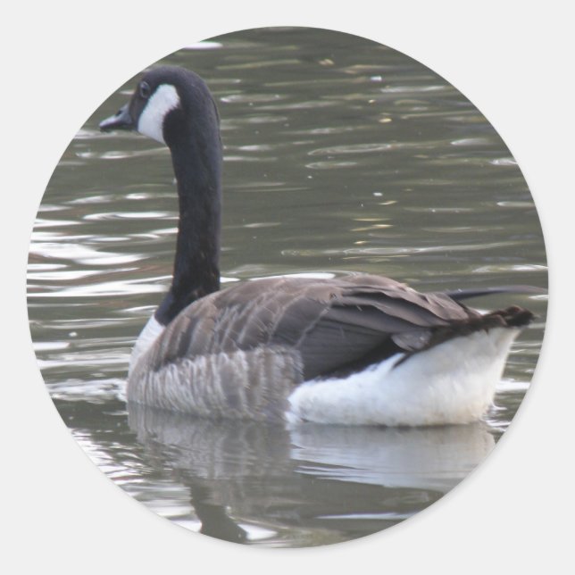 Canada Goose Sticker (Front)