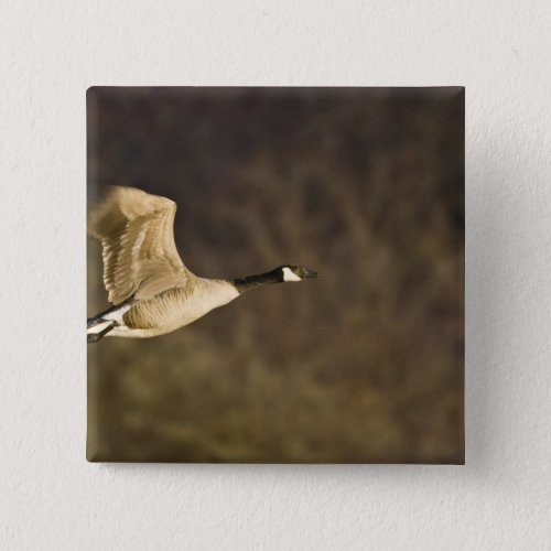 Canada Goose takes off for flight in wetlands Button