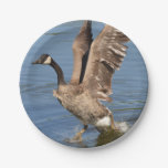 Canada Goose Taking Off The Water Paper Plates