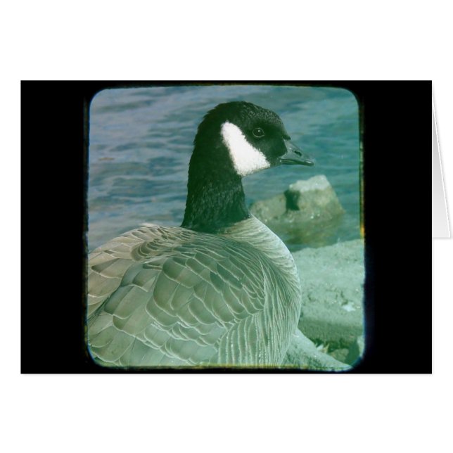 Canada Goose TTV Cards (Front Horizontal)
