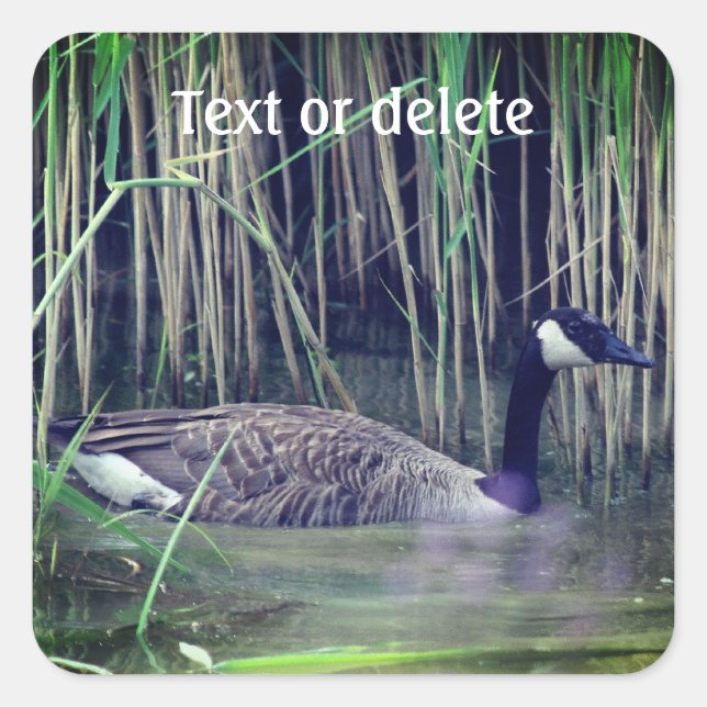 Canada Goose Wildlife Nature Personalized Square Sticker (Front)